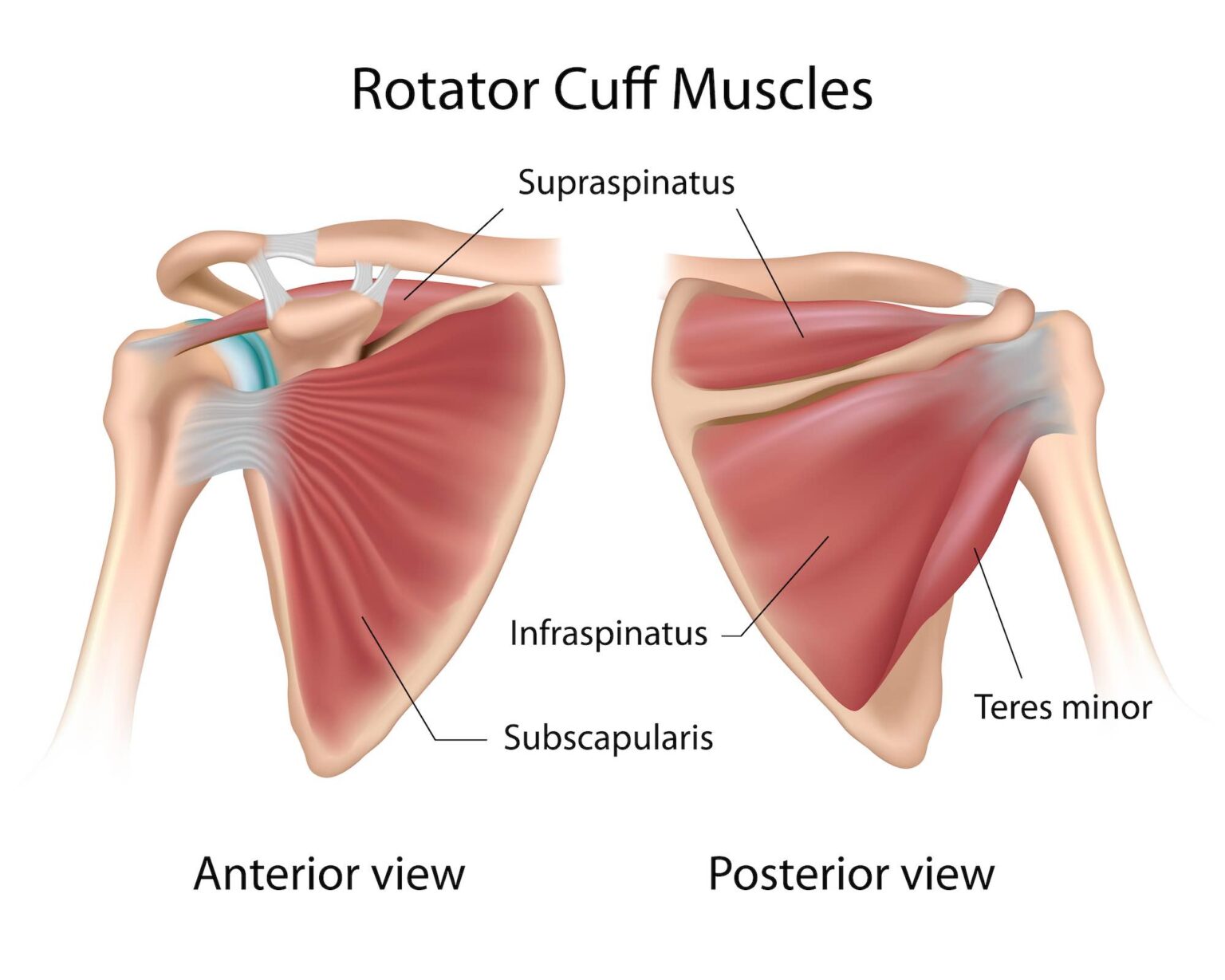 Rotator Cuff Tears And Shoulder Pain Modesto Ca