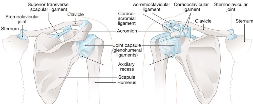 Shoulder ligaments