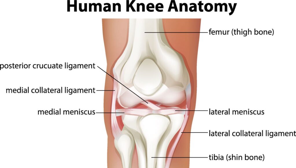 Anatomy of a healthy knee