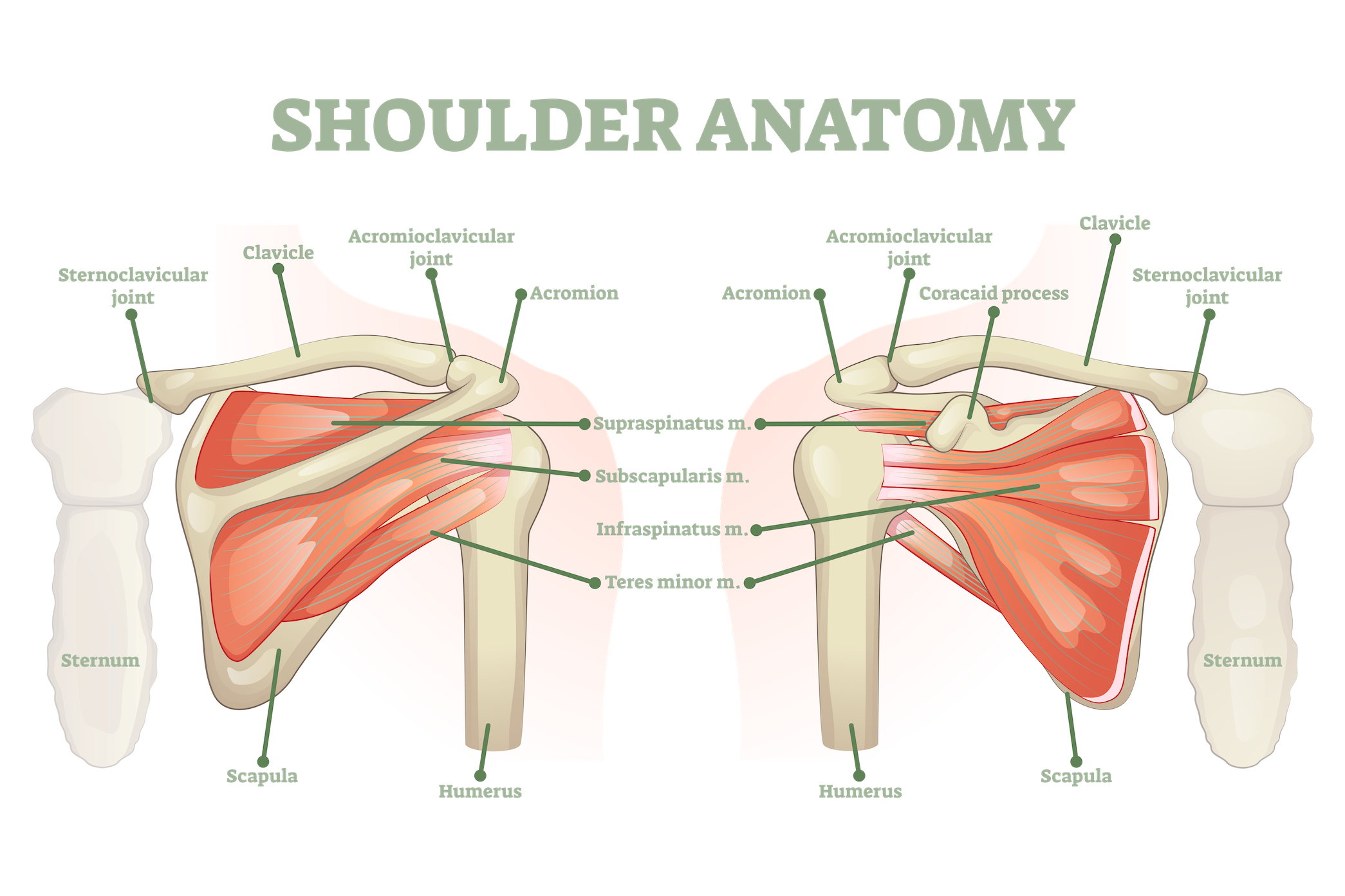Shoulder Anatomy broken down into a graphic. Dr. Giang