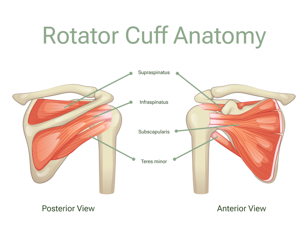 Understanding Healing Can A Torn Rotator Cuff Heal On Its Own Dr Eric Giang 2505