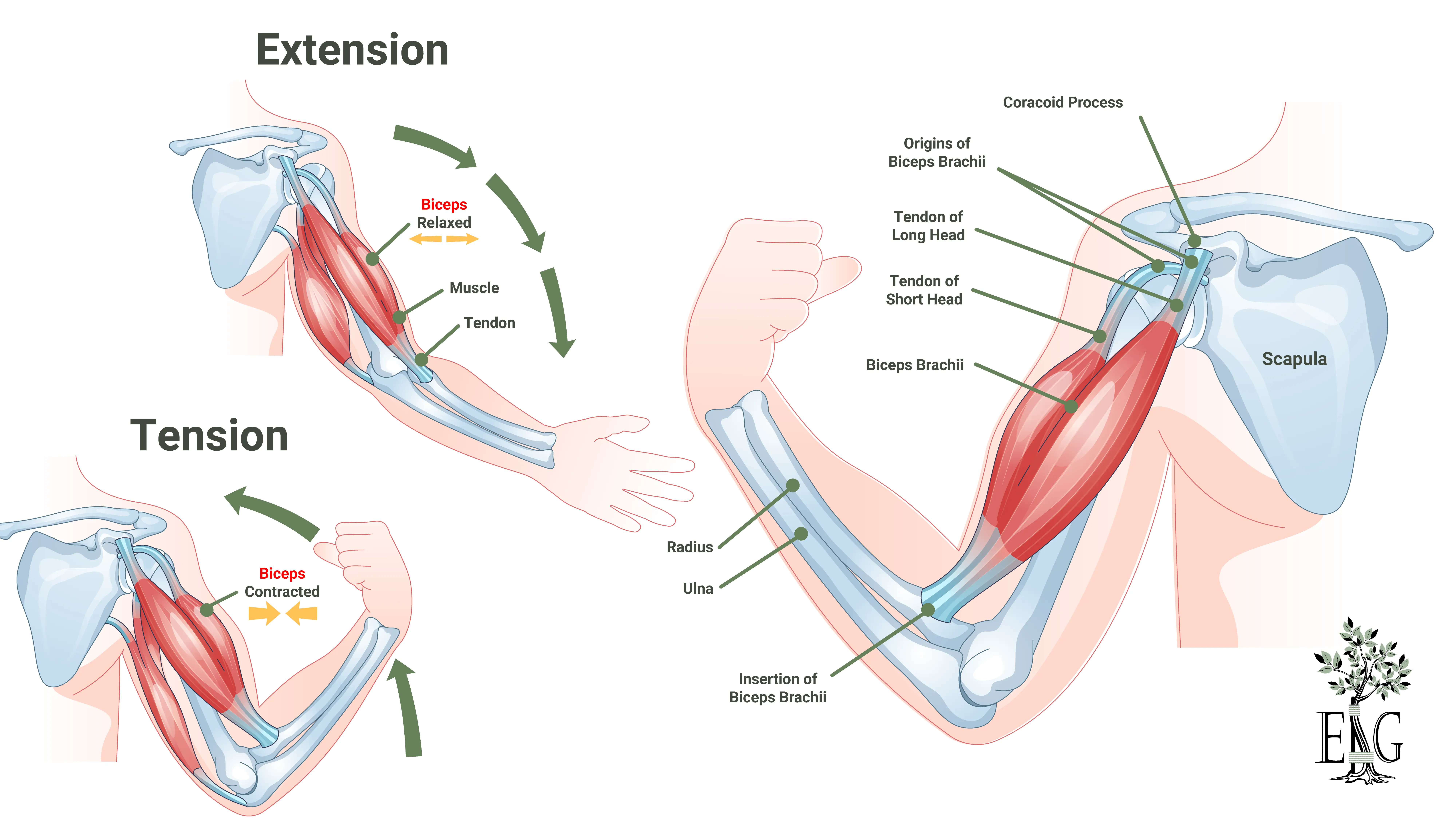 Anatomical Graphic of Biceps
