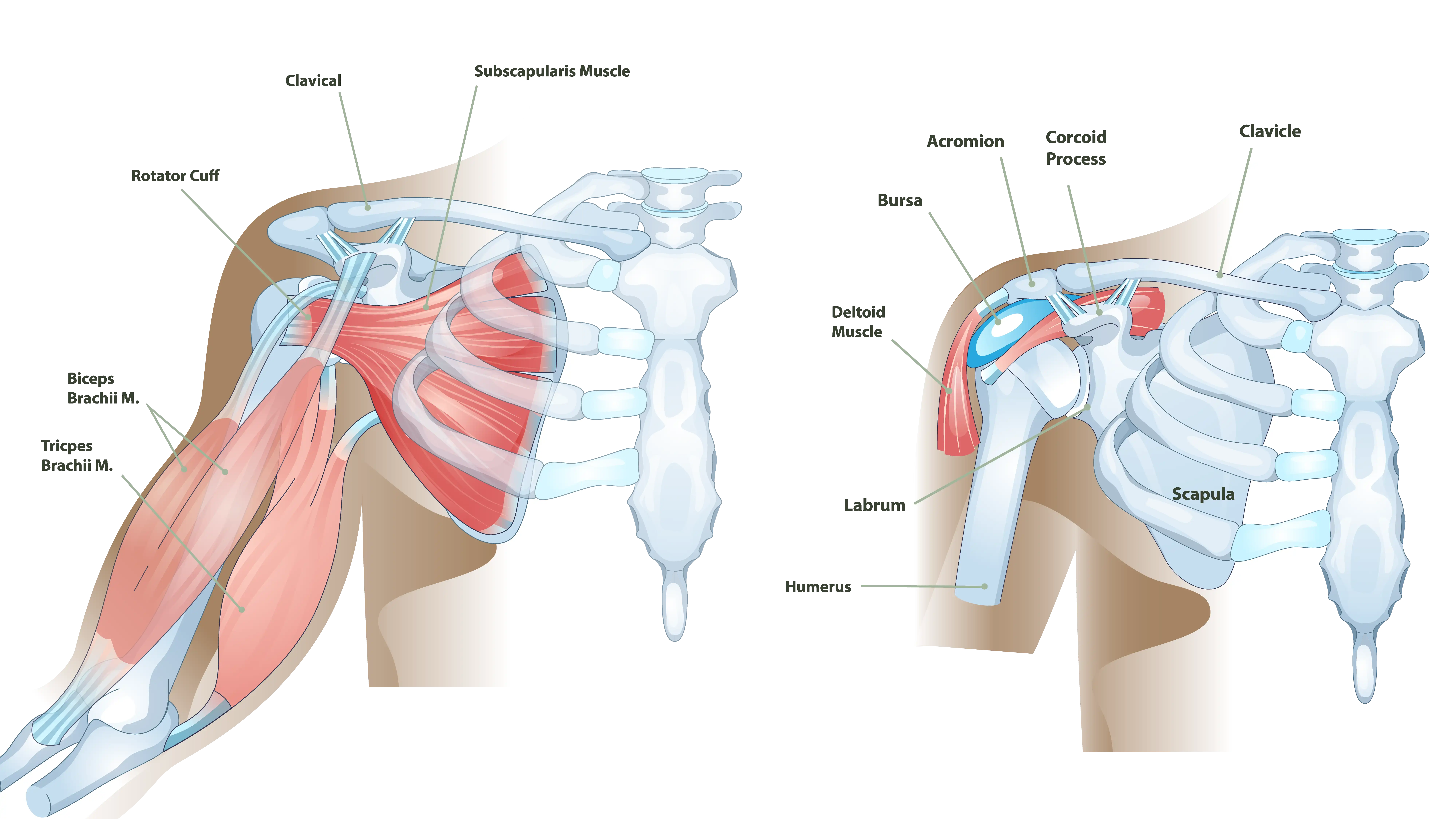 Anatomical Graphic of the Shoulder