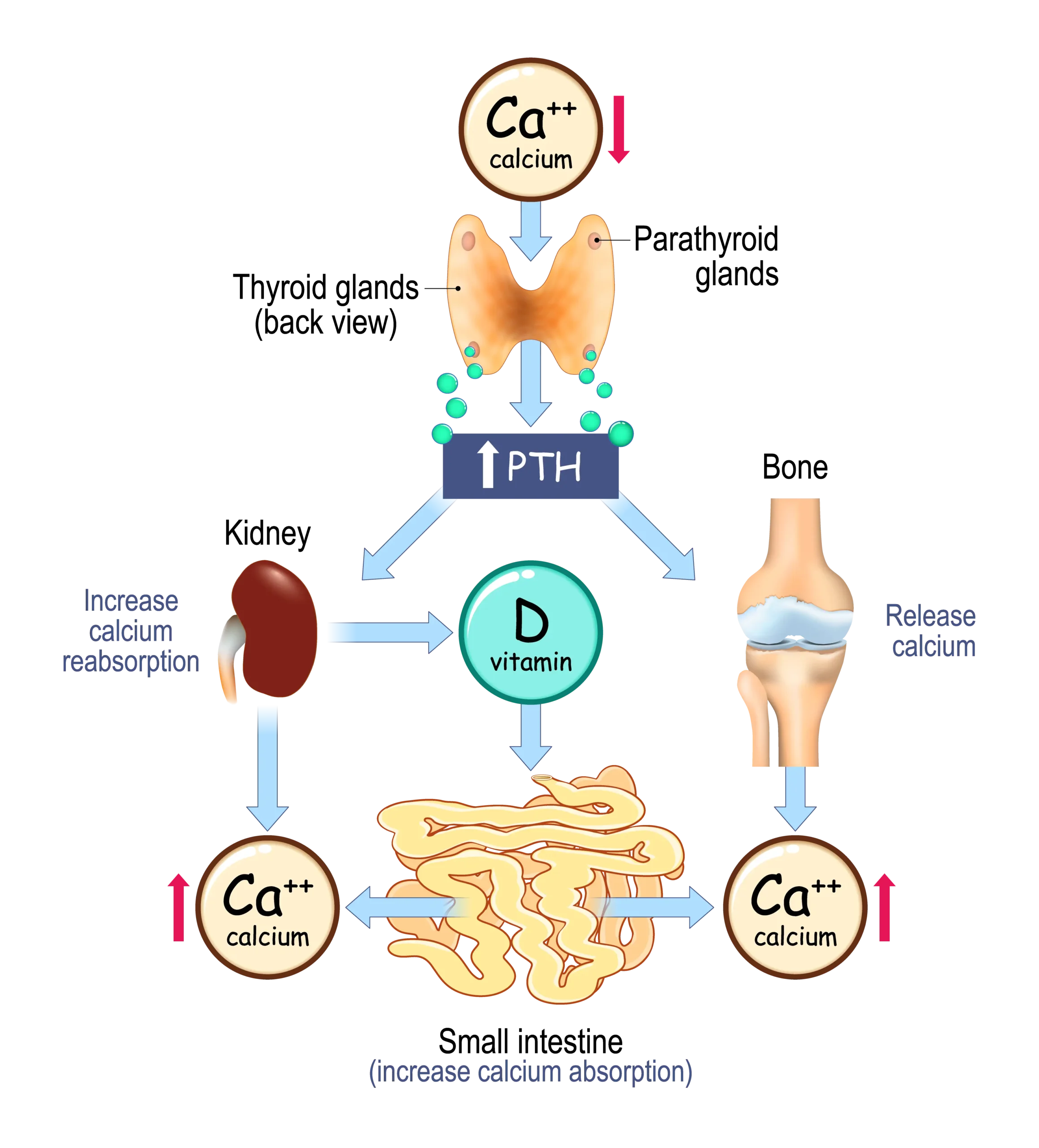 Calcium & Vitamin D Bone Uptake