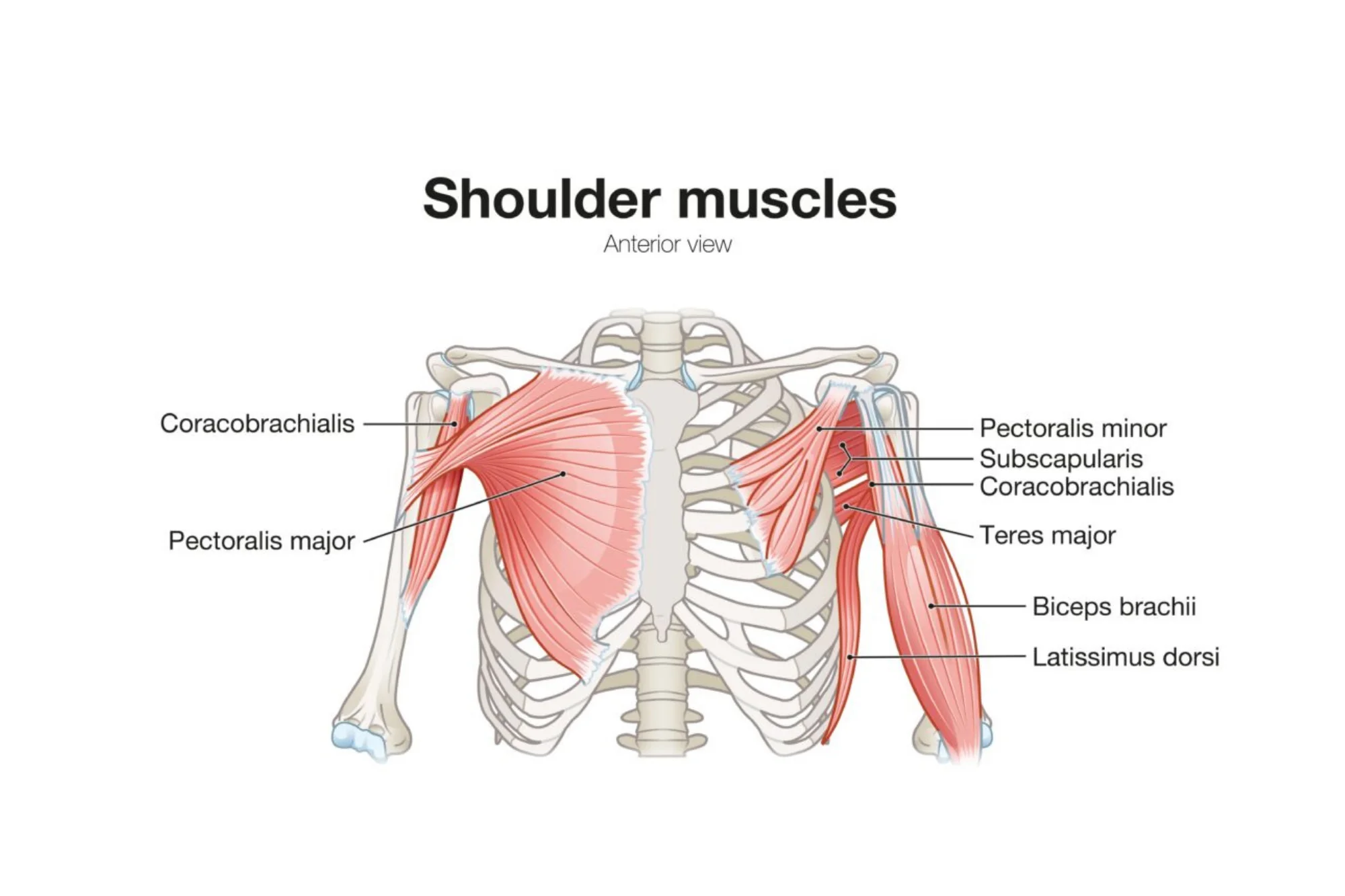 Shoulder Muscles Anatomy