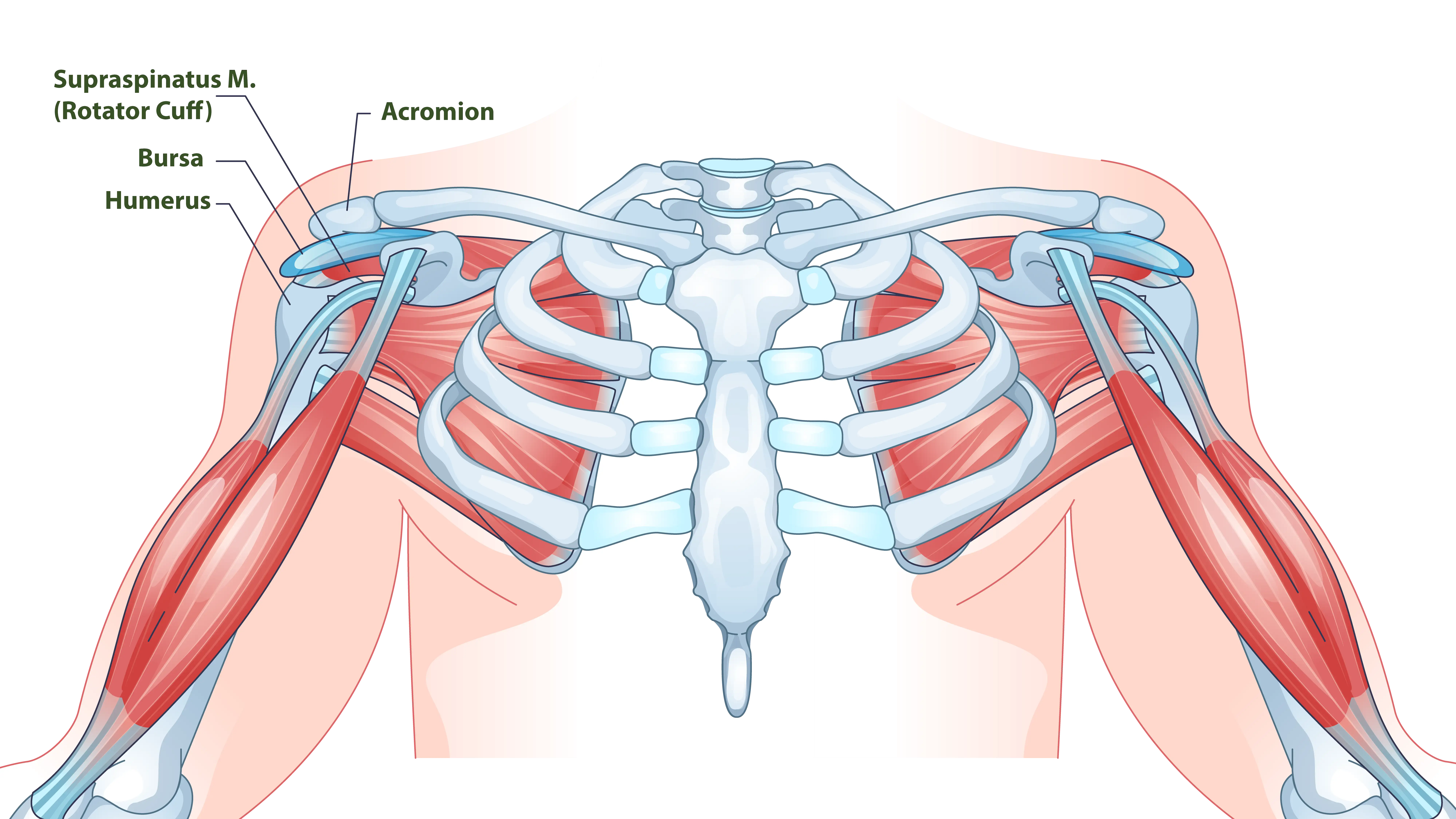 Shoulder & Rib Anatomy