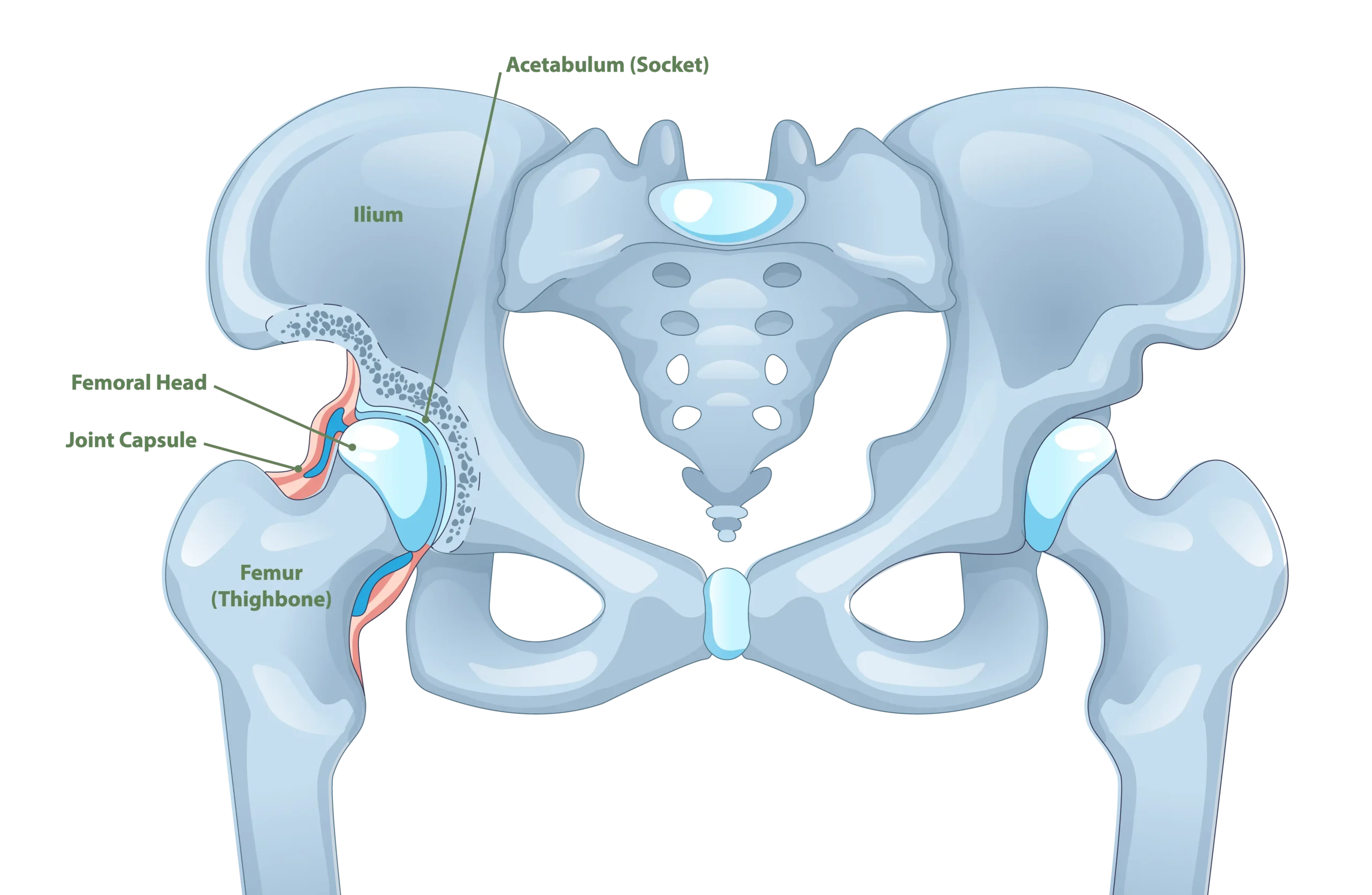 Hip Anatomy