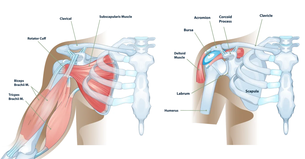 anatomy of the internal shoulder structure