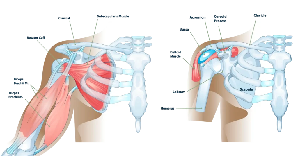 Shoulder Anatomy anatomy of the shoulder with a focus on muscles, tendons, ligaments, and a fluid-filled sac called the bursa.
